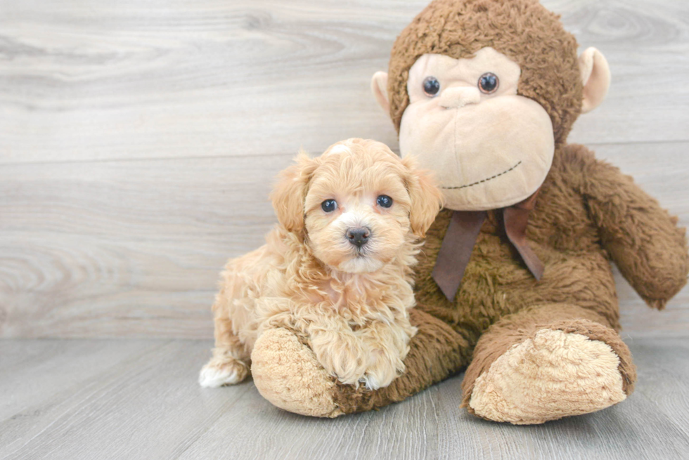 Popular Maltipoo Poodle Mix Pup