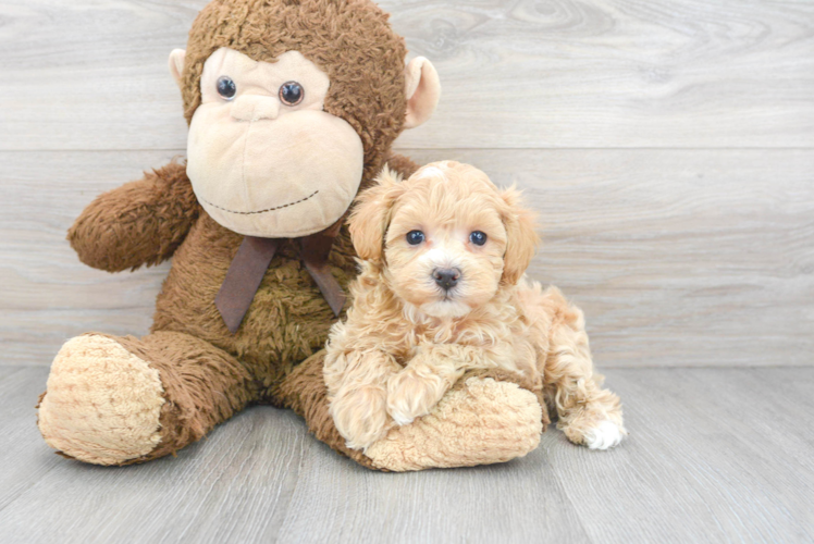 Smart Maltipoo Poodle Mix Pup