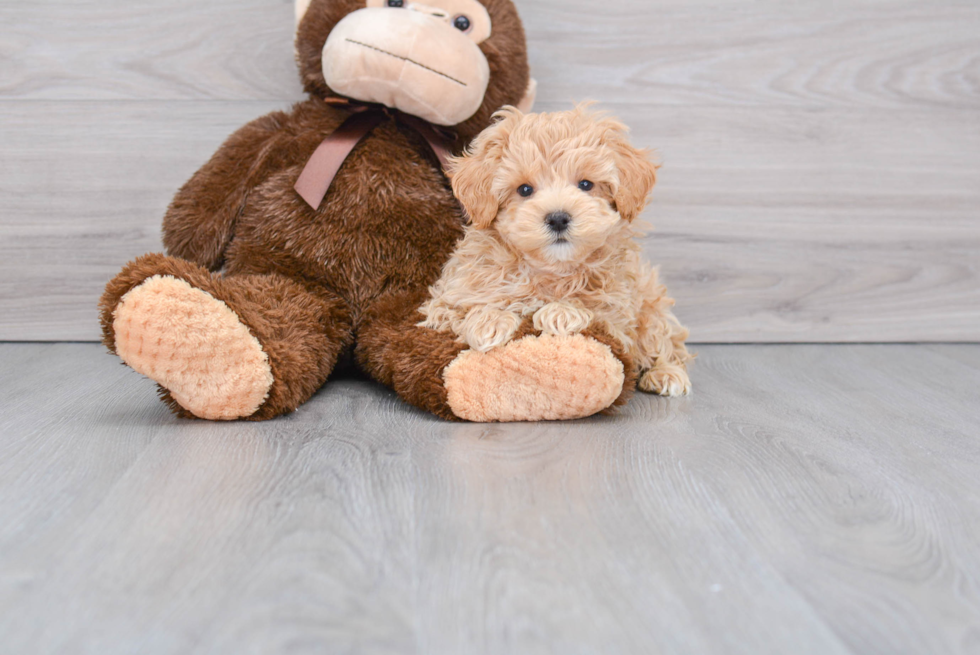 Fluffy Maltipoo Poodle Mix Pup