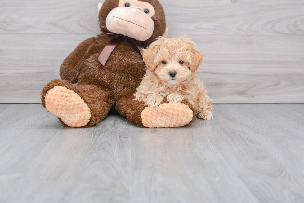 Playful Maltese Poodle Poodle Mix Puppy