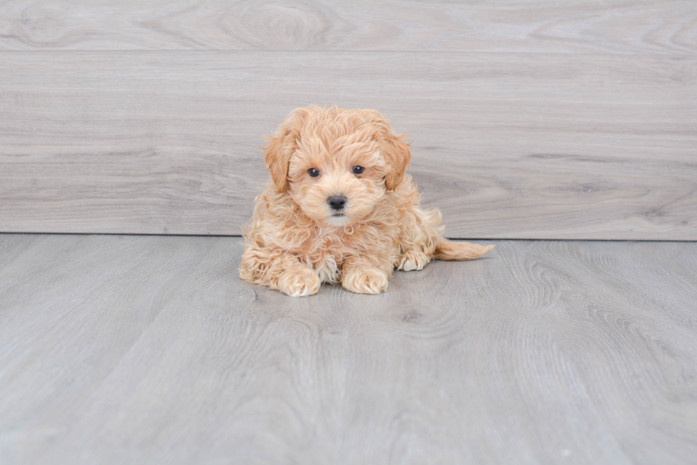 Maltipoo Puppy for Adoption