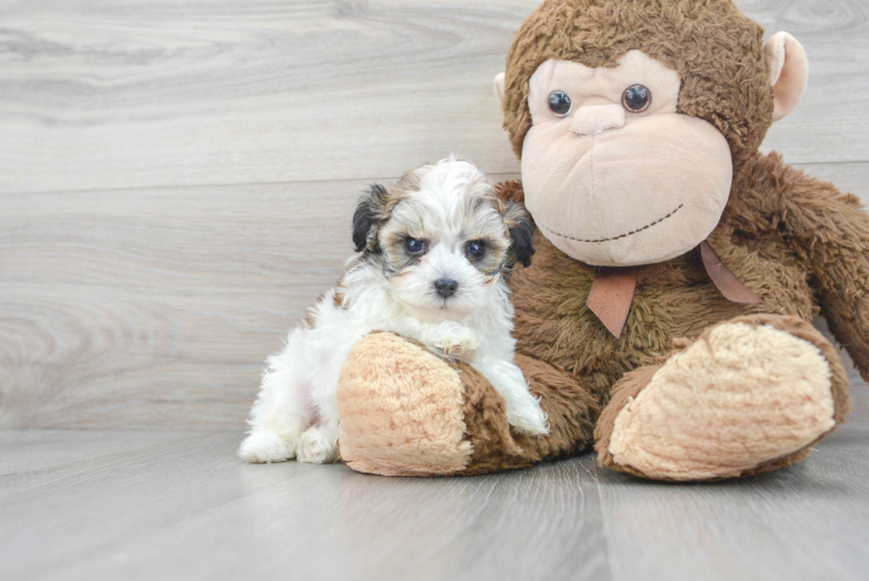 Maltipoo Puppy for Adoption