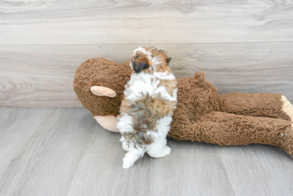 Friendly Maltipoo Baby