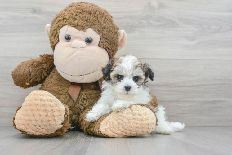 Best Maltipoo Baby