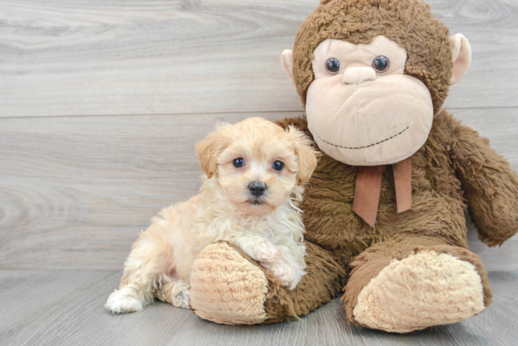 Playful Maltese Poodle Poodle Mix Puppy