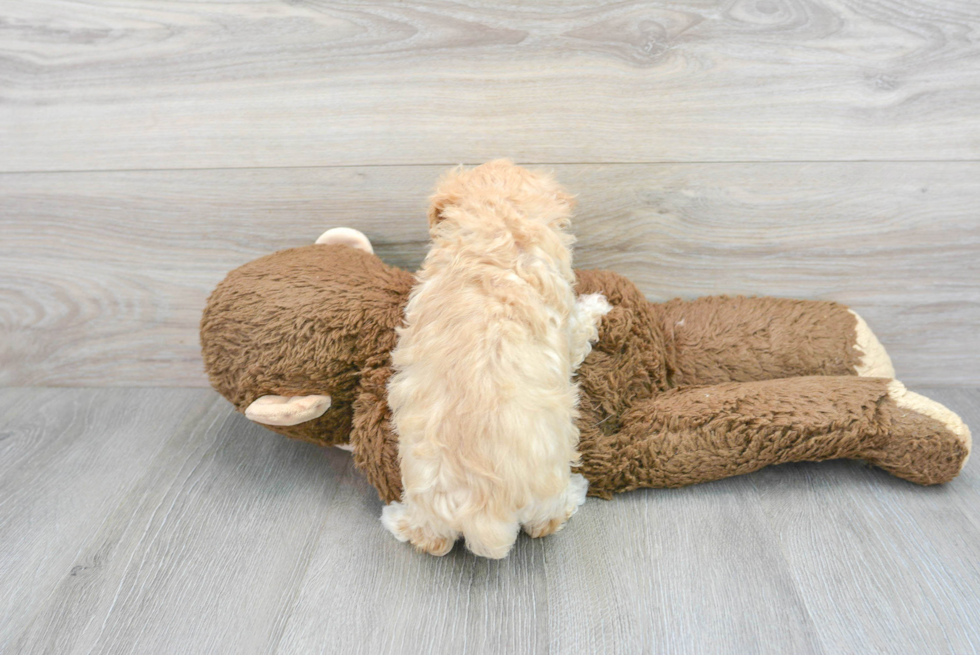 Best Maltipoo Baby