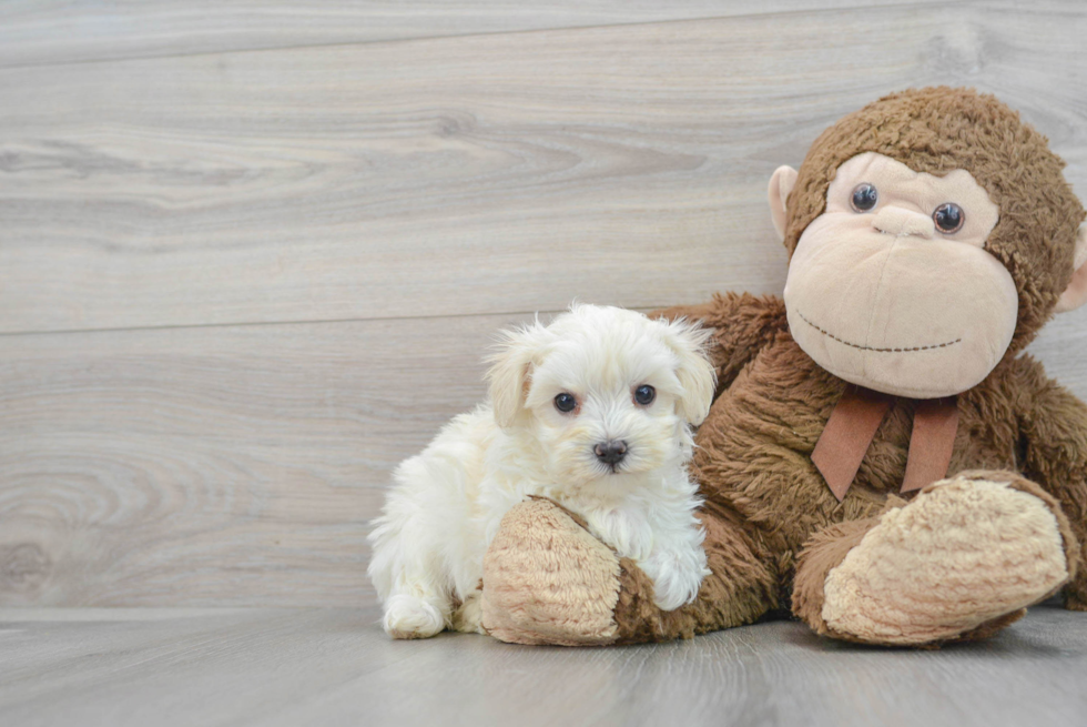 Hypoallergenic Maltese Poodle Poodle Mix Puppy