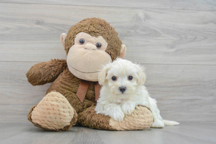 Maltipoo Puppy for Adoption