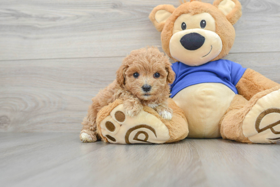 Best Maltipoo Baby