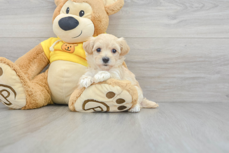 Fluffy Maltipoo Poodle Mix Pup