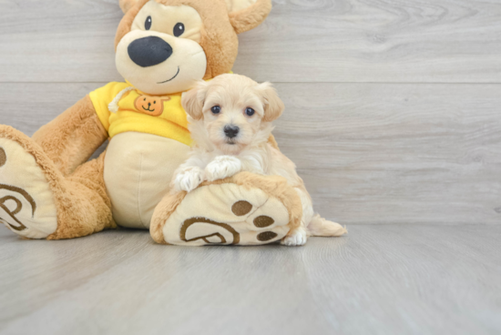 Fluffy Maltipoo Poodle Mix Pup