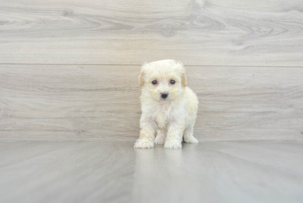 Maltipoo Pup Being Cute