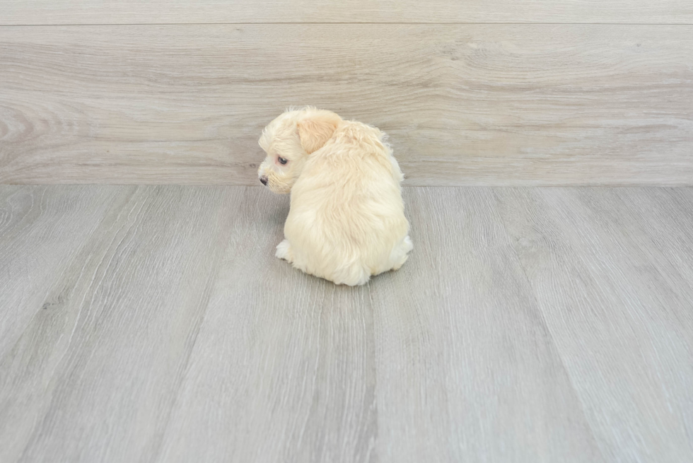 Maltipoo Pup Being Cute