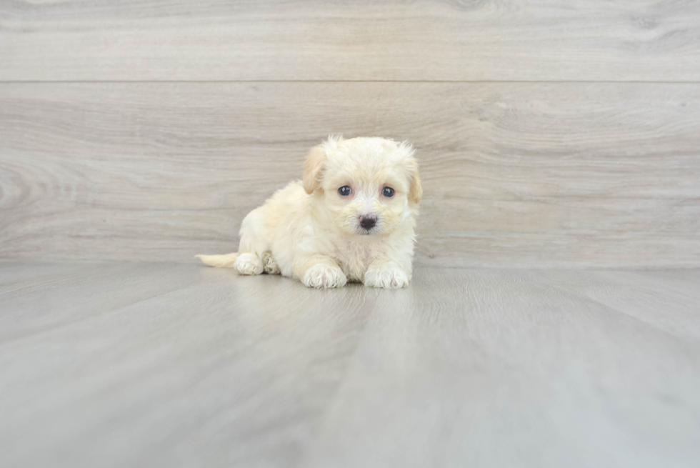 Maltipoo Puppy for Adoption