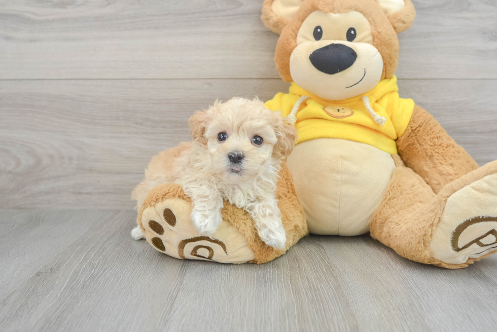 Funny Maltipoo Poodle Mix Pup