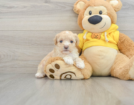 7 week old Maltipoo Puppy For Sale - Premier Pups