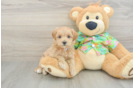 Maltipoo Puppy for Adoption