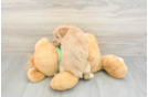 Sweet Maltipoo Baby