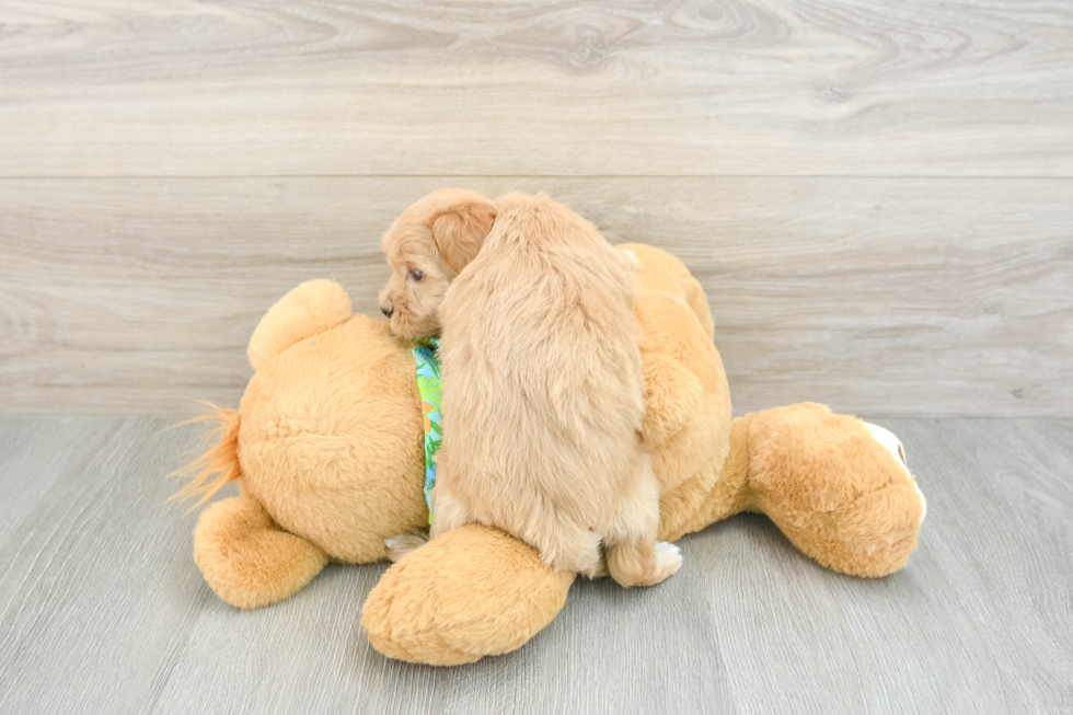 Sweet Maltipoo Baby