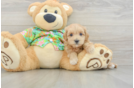 Best Maltipoo Baby