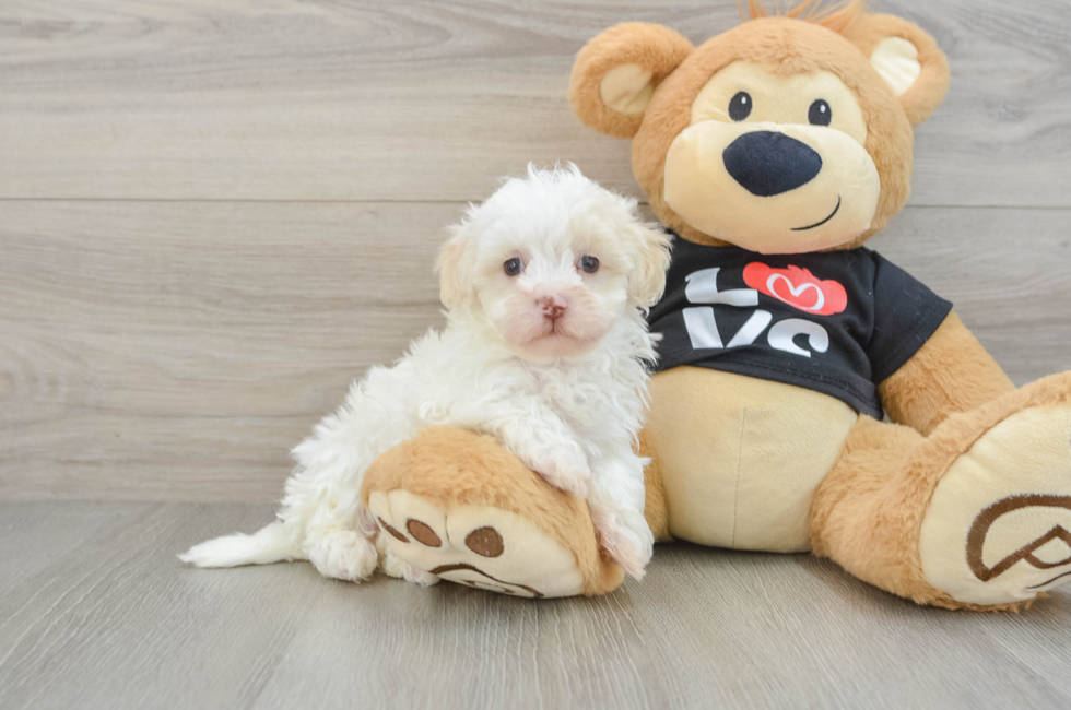 5 week old Maltipoo Puppy For Sale - Premier Pups