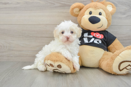Maltipoo Pup Being Cute