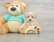 8 week old Maltipoo Puppy For Sale - Premier Pups