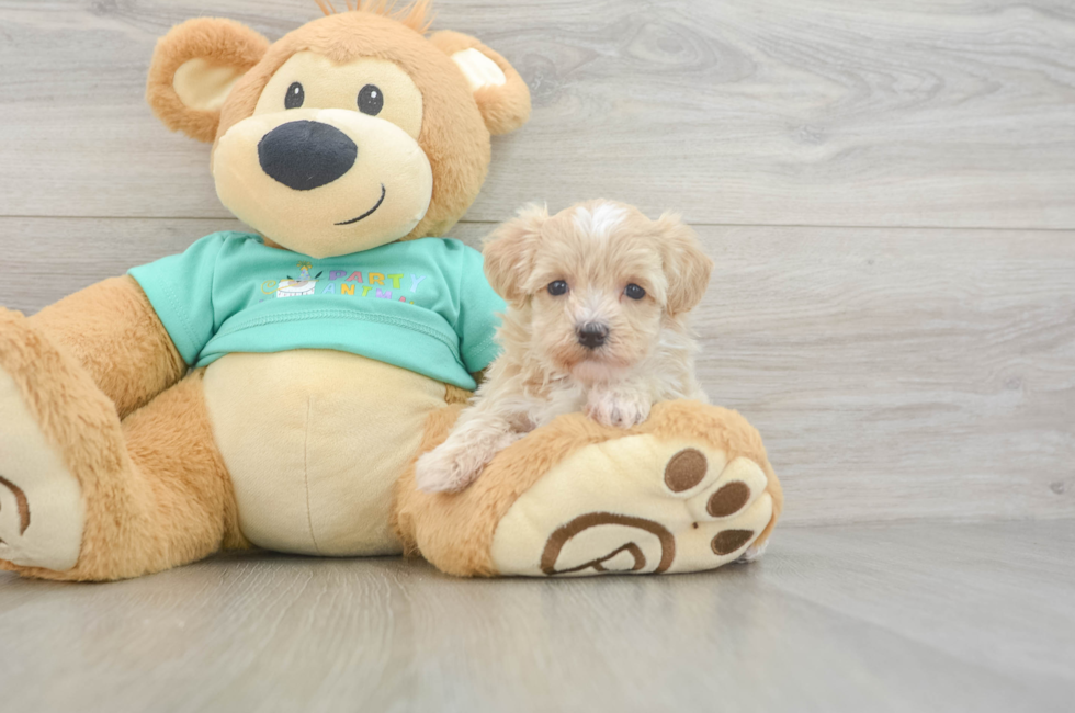 6 week old Maltipoo Puppy For Sale - Premier Pups
