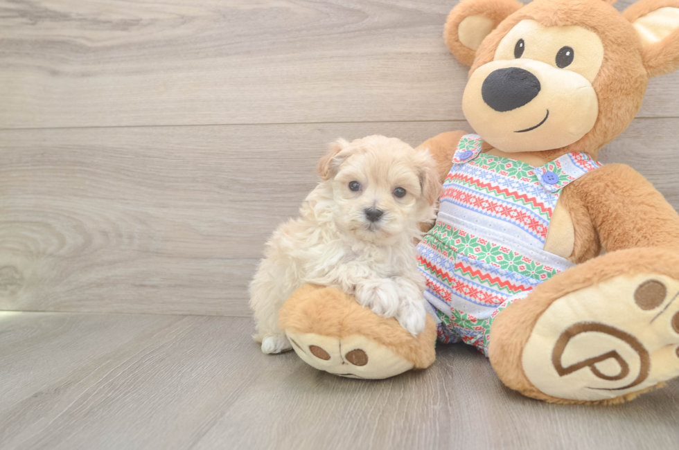 5 week old Maltipoo Puppy For Sale - Premier Pups