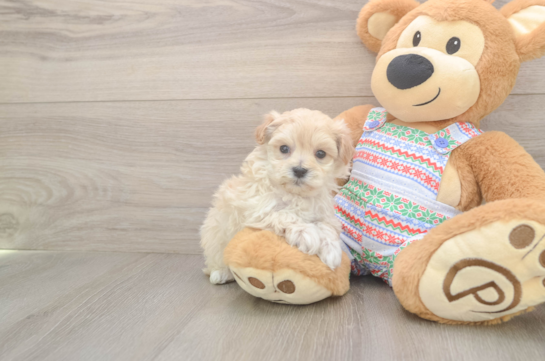 Adorable Multipoo Poodle Mix Puppy