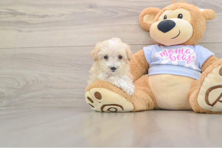 Maltipoo Puppy for Adoption