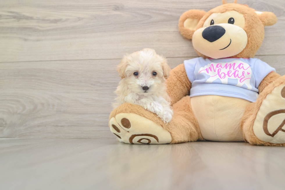 Maltipoo Puppy for Adoption