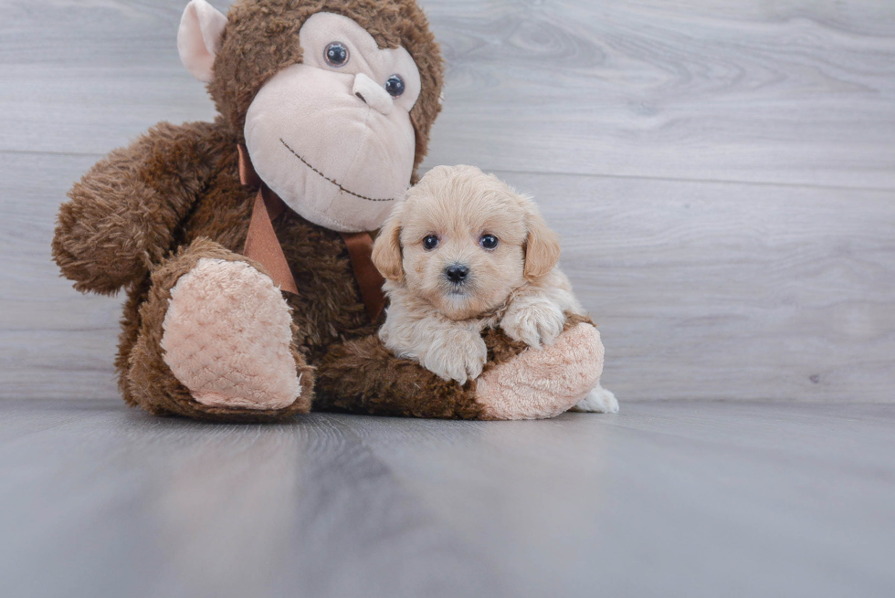 Best Maltipoo Baby