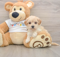 7 week old Maltipoo Puppy For Sale - Premier Pups