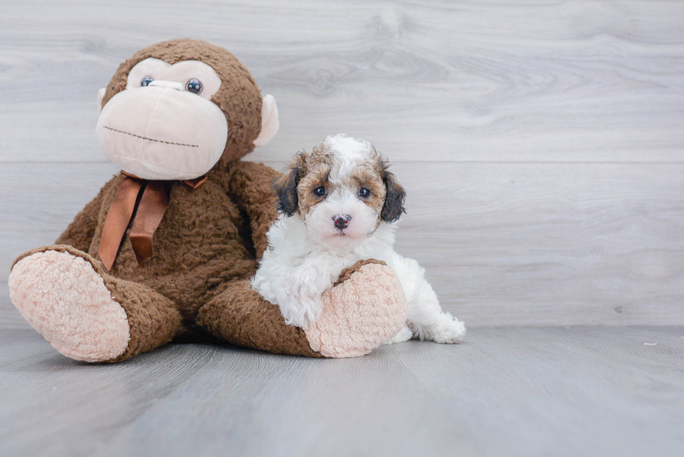 Maltipoo Pup Being Cute