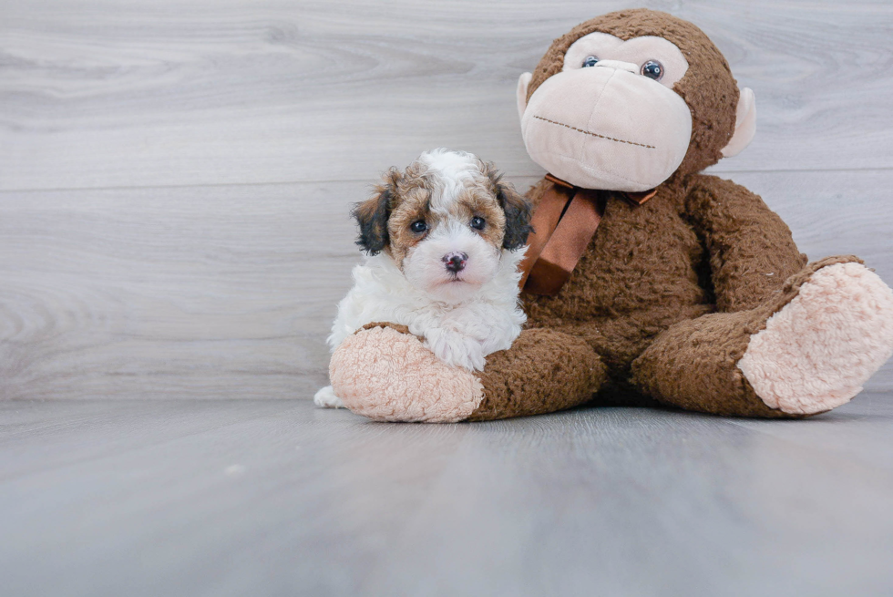 Maltipoo Puppy for Adoption