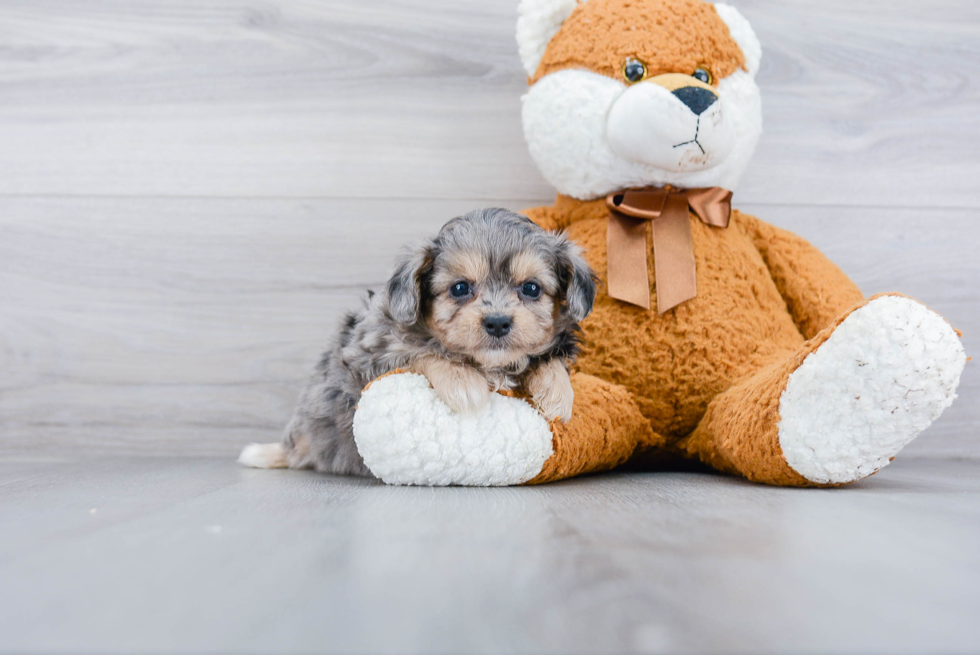 Smart Maltipoo Poodle Mix Pup