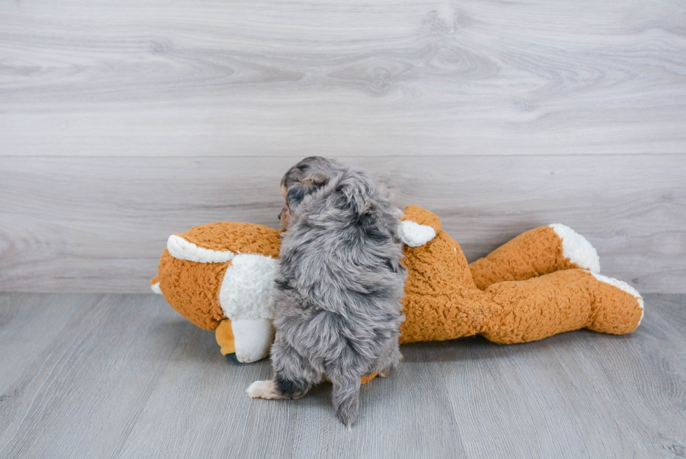 Maltipoo Puppy for Adoption