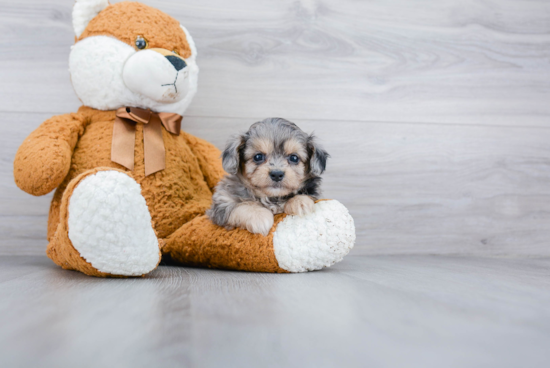 Popular Maltipoo Poodle Mix Pup