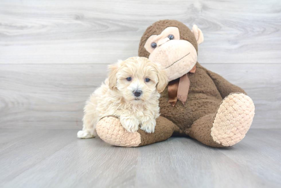 Best Maltipoo Baby