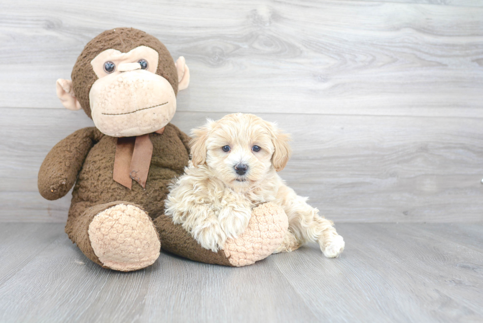 Energetic Maltepoo Poodle Mix Puppy