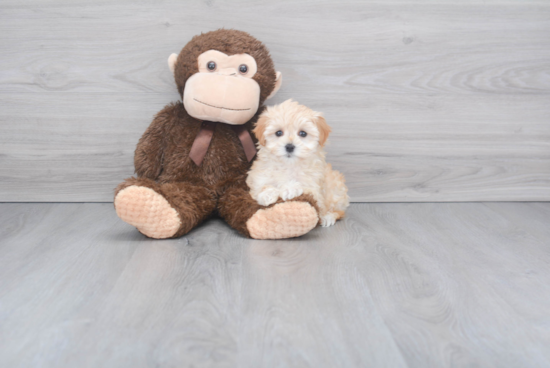 Playful Maltepoo Poodle Mix Puppy