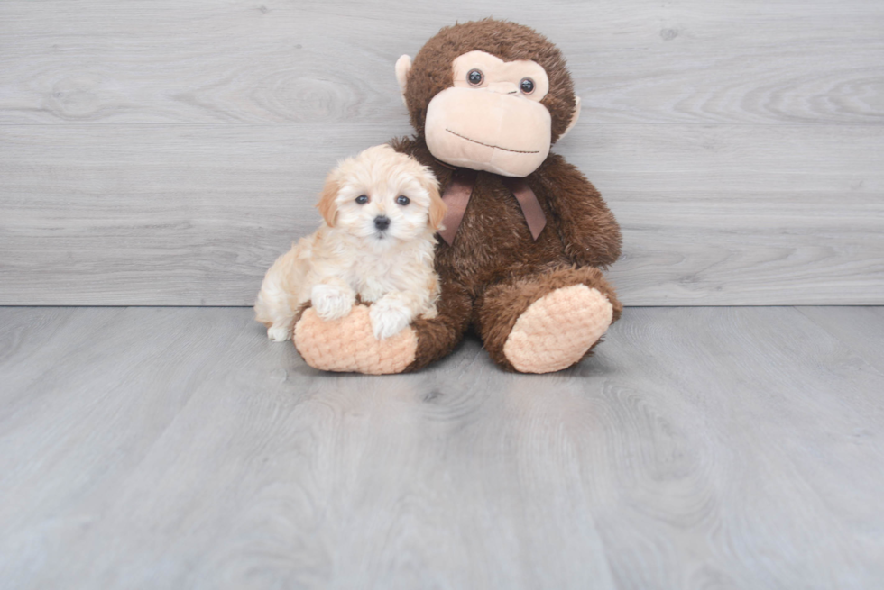 Little Maltepoo Poodle Mix Puppy