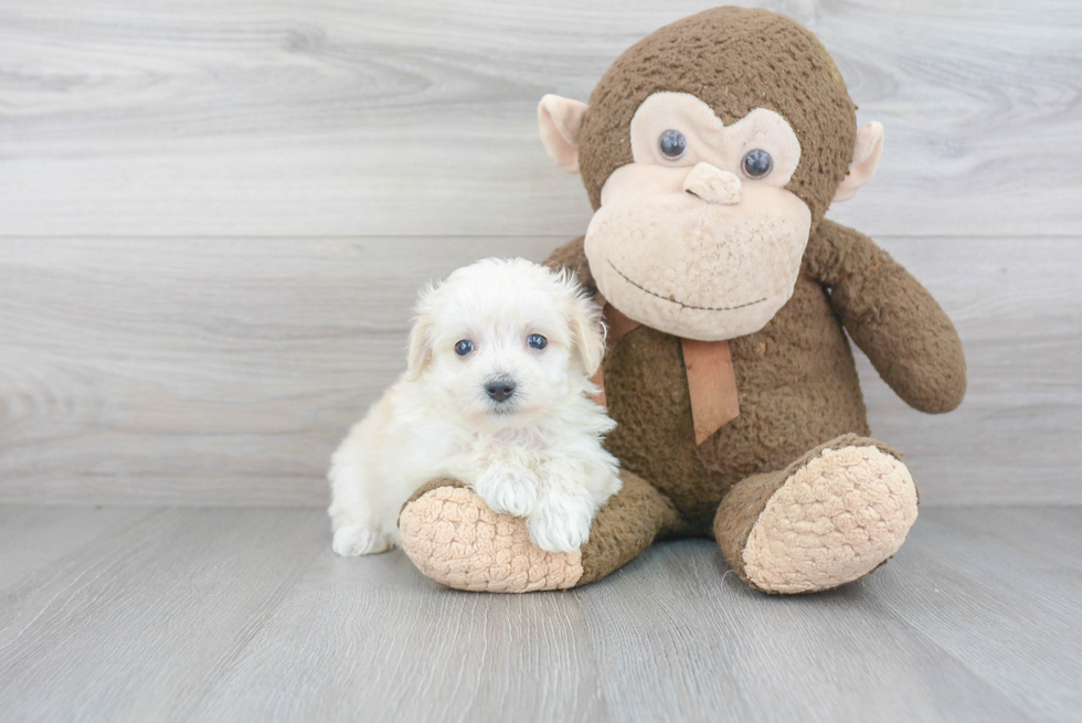Maltipoo Puppy for Adoption
