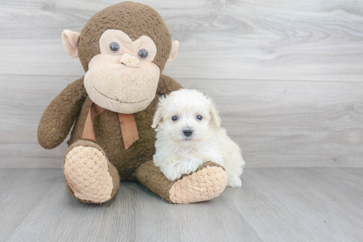 Cute Maltipoo Baby