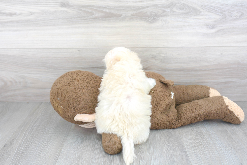 Maltipoo Puppy for Adoption