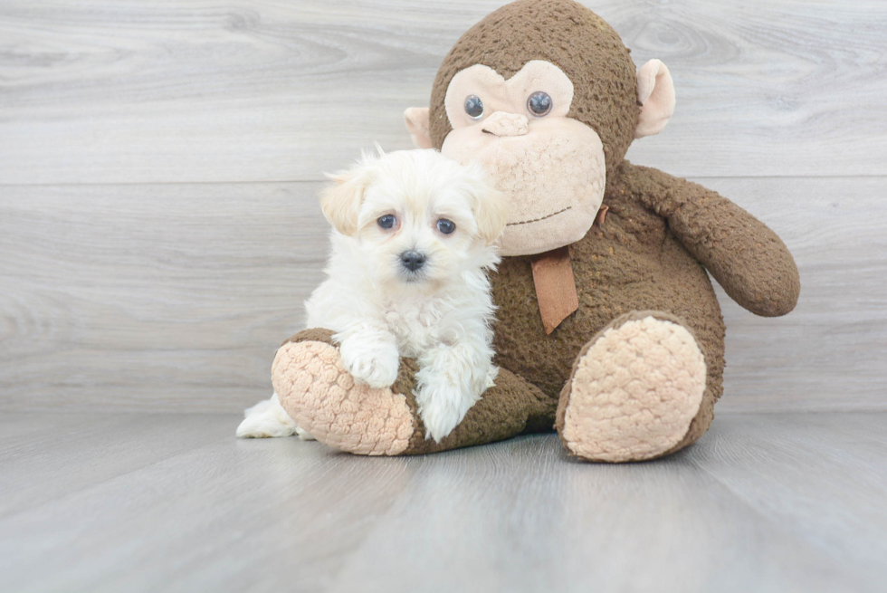 Best Maltipoo Baby