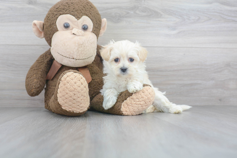 Fluffy Maltipoo Poodle Mix Pup