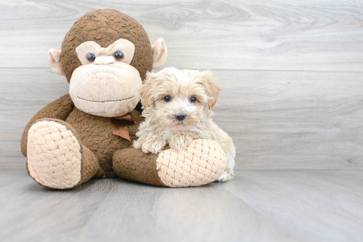 Maltipoo Pup Being Cute