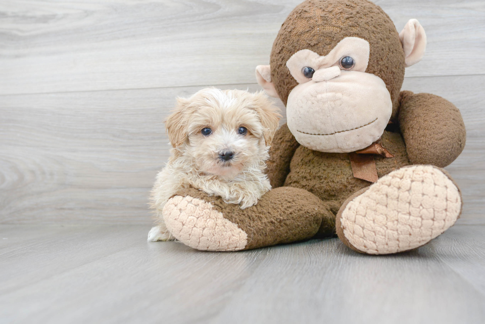 Happy Maltipoo Baby